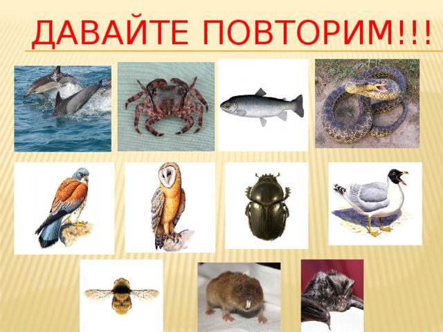 Давайте повторим!!! 