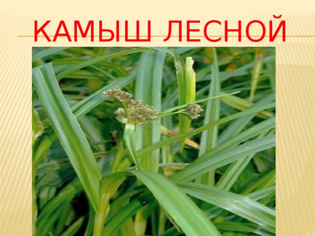 Камыш лесной 