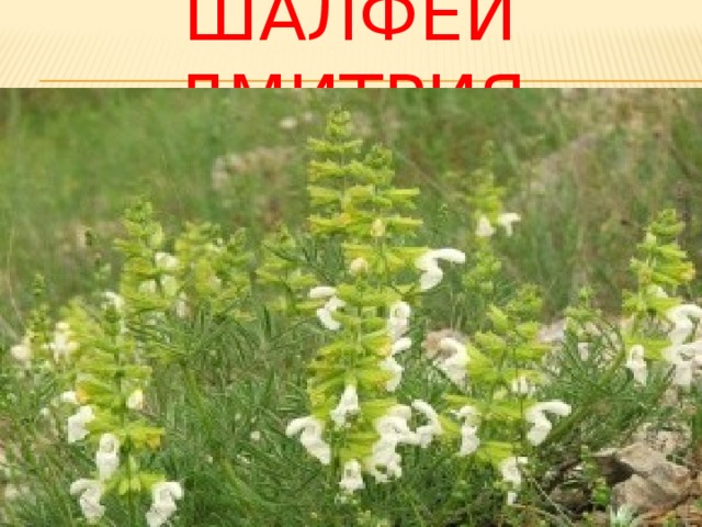 Шалфей дмитрия 