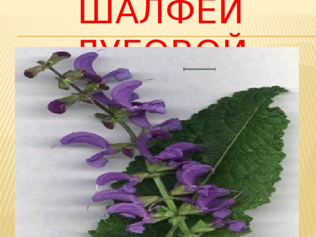 Шалфей луговой 