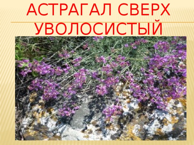 Астрагал сверх уволосистый 