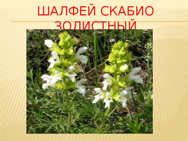 Шалфей скабио золистный 