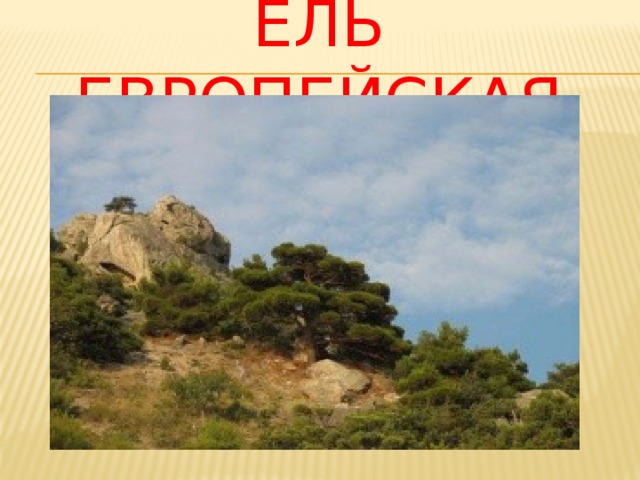 Ель европейская 