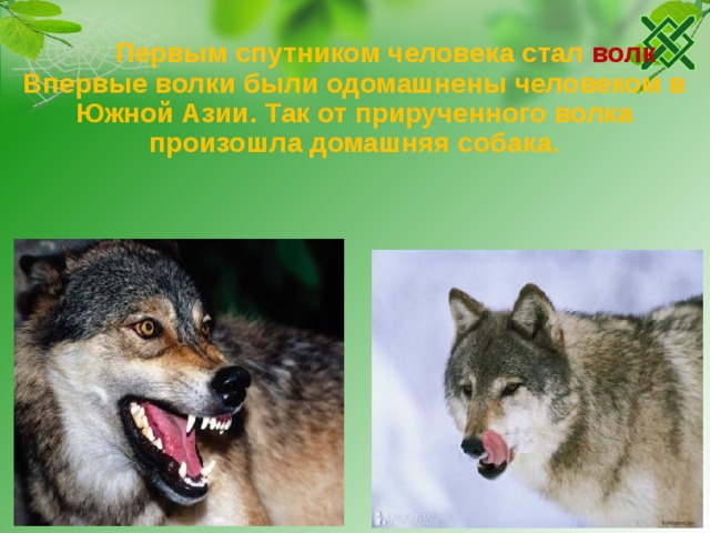  Первым спутником человека стал волк Впервые волки были одомашнены человеком в Южной Азии. Так от прирученного волка произошла домашняя собака. 