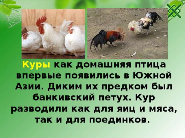 Куры как домашняя птица впервые появились в Южной Азии. Диким их предком был банкивский петух. Кур разводили как для яиц и мяса, так и для поединков.  