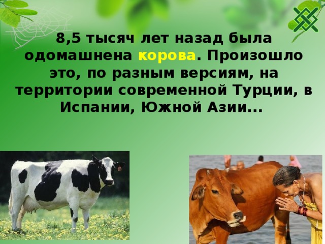 8,5 тысяч лет назад была одомашнена корова . Произошло это, по разным версиям, на территории современной Турции, в Испании, Южной Азии... 