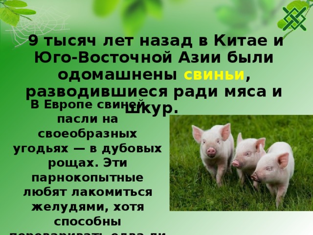  9 тысяч лет назад в Китае и Юго-Восточной Азии были одомашнены свиньи ,  разводившиеся ради мяса и шкур. В Европе свиней пасли на своеобразных угодьях — в дубовых рощах. Эти парнокопытные любят лакомиться желудями, хотя способны переваривать едва ли не любую органическую пищу . 