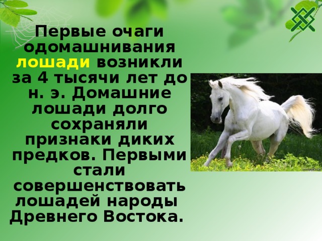 Первые очаги одомашнивания лошади возникли за 4 тысячи лет до н. э. Домашние лошади долго сохраняли признаки диких предков. Первыми стали совершенствовать лошадей народы Древнего Востока. 
