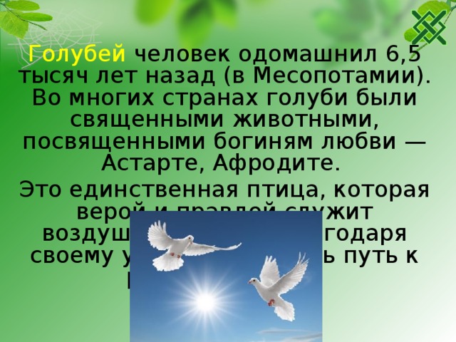 Голубей человек одомашнил 6,5 тысяч лет назад (в Месопотамии). Во многих странах голуби были священными животными, посвященными богиням любви — Астарте, Афродите. Это единственная птица, которая верой и правдой служит воздушной почтой, благодаря своему умению находить путь к родным местам. 