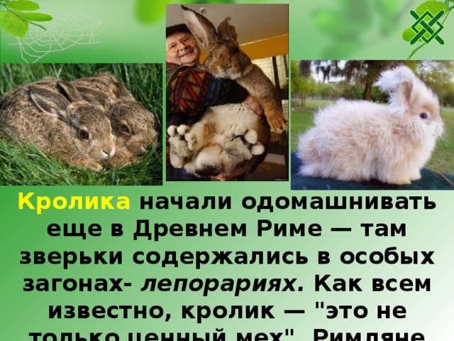 Кролика начали одомашнивать еще в Древнем Риме — там зверьки содержались в особых загонах- лепорариях. Как всем известно, кролик — 