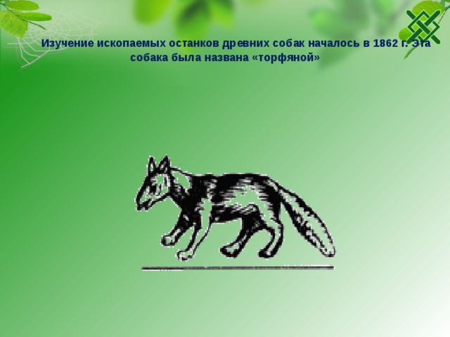  Изучение ископаемых останков древних собак началось в 1862 г. Эта собака была названа «торфяной» 