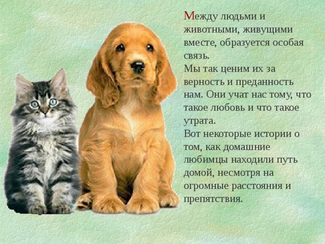 М ежду людьми и животными, живущими вместе, образуется особая связь. Мы так ценим их за верность и преданность нам. Они учат нас тому, что такое любовь и что такое утрата. Вот некоторые истории о том, как домашние любимцы находили путь домой, несмотря на огромные расстояния и препятствия. 