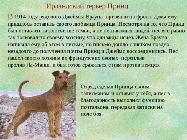 Ирландский терьер Принц В 1914 году рядового Джеймса Брауна призвали на фронт. Дома ему пришлось оставить своего любимца Принца. Несмотря на то, что Принц был оставлен на попечение семьи, а не незнакомых людей, пес все равно так тосковал по своему хозяину, что однажды исчез. Жена Брауна написала ему об этом в письме, но письмо дошло слишком поздно: незадолго до получения почты Принц и Джеймс воссоединились. Пес нашел своего хозяина во французских окопах, переплыв пролив Ла-Манш, и был готов сражаться с ним против немцев. Отряд сделал Принца своим талисманом и оставил у себя, а пес в благодарность выполнял функцию почтальона, передавая записки на поле боя.  