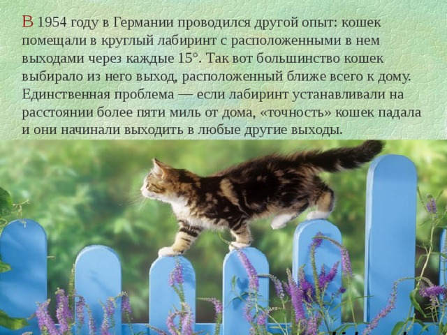В 1954 году в Германии проводился другой опыт: кошек помещали в круглый лабиринт с расположенными в нем выходами через каждые 15°. Так вот большинство кошек выбирало из него выход, расположенный ближе всего к дому. Единственная проблема — если лабиринт устанавливали на расстоянии более пяти миль от дома, «точность» кошек падала и они начинали выходить в любые другие выходы. 