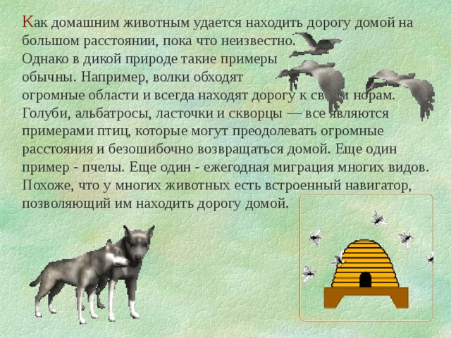 К ак домашним животным удается находить дорогу домой на большом расстоянии, пока что неизвестно. Однако в дикой природе такие примеры обычны. Например, волки обходят огромные области и всегда находят дорогу к своим норам. Голуби, альбатросы, ласточки и скворцы — все являются примерами птиц, которые могут преодолевать огромные расстояния и безошибочно возвращаться домой. Еще один пример - пчелы. Еще один - ежегодная миграция многих видов. Похоже, что у многих животных есть встроенный навигатор, позволяющий им находить дорогу домой. 