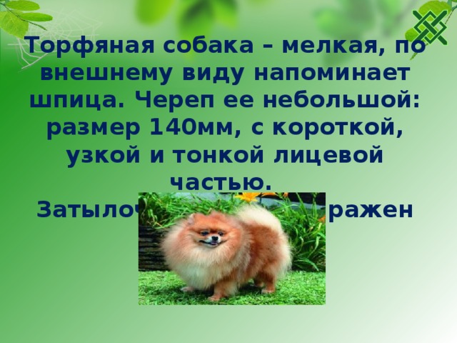 Торфяная собака – мелкая, по внешнему виду напоминает шпица. Череп ее небольшой: размер 140мм, с короткой, узкой и тонкой лицевой частью. Затылочный бугор выражен слабо. 
