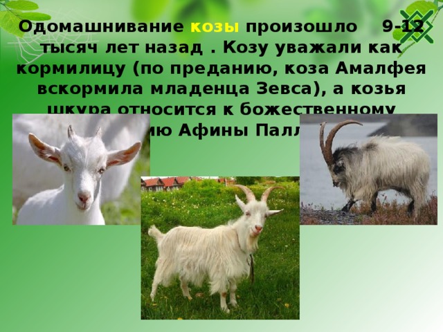 Одомашнивание козы произошло 9-12 тысяч лет назад . Козу уважали как кормилицу (по преданию, коза Амалфея вскормила младенца Зевса), а козья шкура относится к божественному одеянию Афины Паллады. 