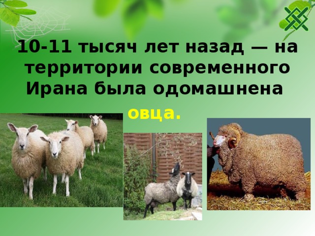 10-11 тысяч лет назад — на территории современного Ирана была одомашнена овца.  