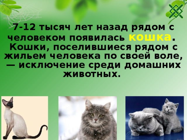 7-12 тысяч лет назад рядом с человеком появилась кошка . Кошки, поселившиеся рядом с жильем человека по своей воле, — исключение среди домашних животных. 