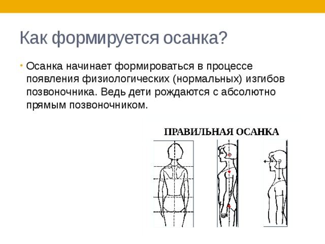Как формируется осанка? Осанка начинает формироваться в процессе появления физиологических (нормальных) изгибов позвоночника. Ведь дети рождаются с абсолютно прямым позвоночником. 