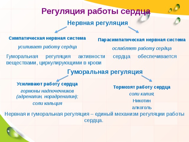 Регуляция работы сердца Нервная регуляция Симпатическая нервная система усиливает работу сердца Парасимпатическая нервная система ослабляет работу сердца Гуморальная регуляция активности сердца обеспечивается веществами, циркулирующими в крови Гуморальная регуляция Усиливают работу сердца гормоны надпочечников (адреналин, норадреналин); соли кальция Тормозят работу сердца соли калия ; Никотин алкоголь Нервная и гуморальная регуляция – единый механизм регуляции работы сердца. 