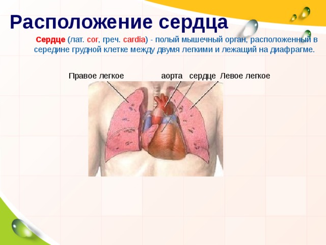 Расположение сердца Сердце  (лат. соr , греч. cardia ) - полый мышечный орган, расположенный в середине грудной клетке между двумя легкими и лежащий на диафрагме. Правое легкое Левое легкое аорта сердце По отношению к средней линии тела сердца располагается несимметрично — около 2/3 слева от нее и около 1/3 — справа.  В зависимости от направления проекции продольной оси (от середины его основания до верхушки) на переднюю грудную стенку различают поперечное, косое и вертикальное положение сердца. Вертикальное положение чаще встречается у людей с узкой и длинной грудной клеткой, поперечное — у лиц с широкой и короткой грудной клеткой.  