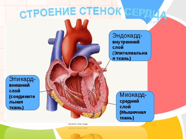 Эндокард- внутренний слой ( Эпителиальная ткань)  Эпикард- внешний слой (соединительная ткань)  Миокард- средний слой (Мышечная ткань)  