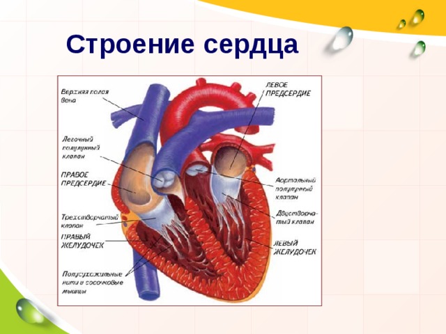 Строение сердца  