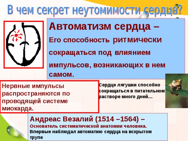Автоматизм сердца – Его способность  ритмически  сокращаться под  влиянием импульсов, возникающих в нем  самом.  Сердце лягушки способно  сокращаться в питательном растворе много дней… Нервные импульсы распространяются по проводящей системе миокарда. Андреас Везалий (1514 –1564) – Основатель систематической анатомии человека. Впервые наблюдал автоматию сердца на вскрытом трупе 