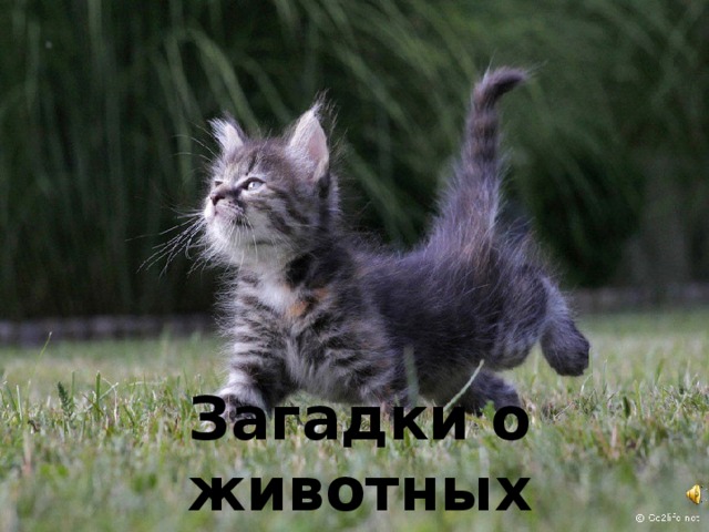 Загадки о животных 
