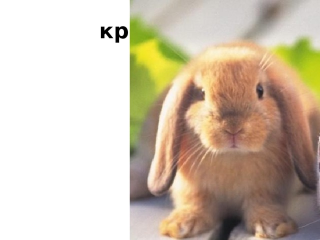 кролик 