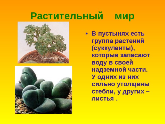 Растительный мир В пустынях есть группа растений (суккуленты) , которые запасают воду в своей надземной части . У одних из них сильно утолщены стебли , у других – листья . 