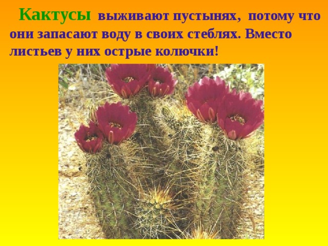  Кактусы  выживают пустынях, потому что они запасают воду в своих стеблях. Вместо листьев у них острые колючки! 