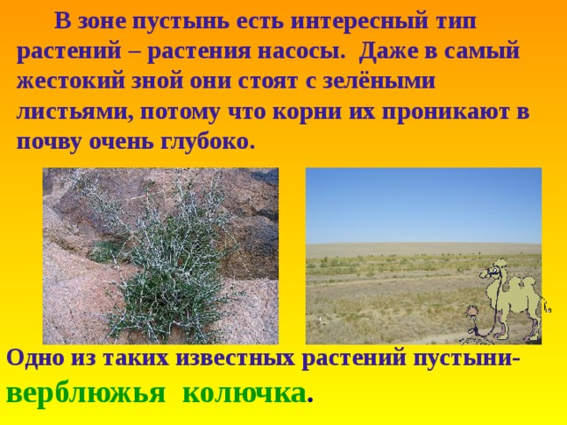  В зоне пустынь есть интересный тип растений  – растения насосы . Даже в самый жестокий зной они стоят с зелёными листьями , потому что корни их проникают в почву очень глубоко . Одно из таких известных растений пустыни-   верблюжья колючка . 