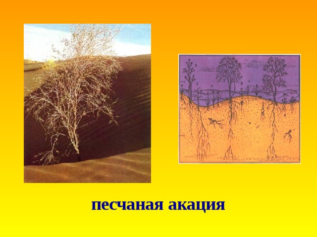 песчаная акация 