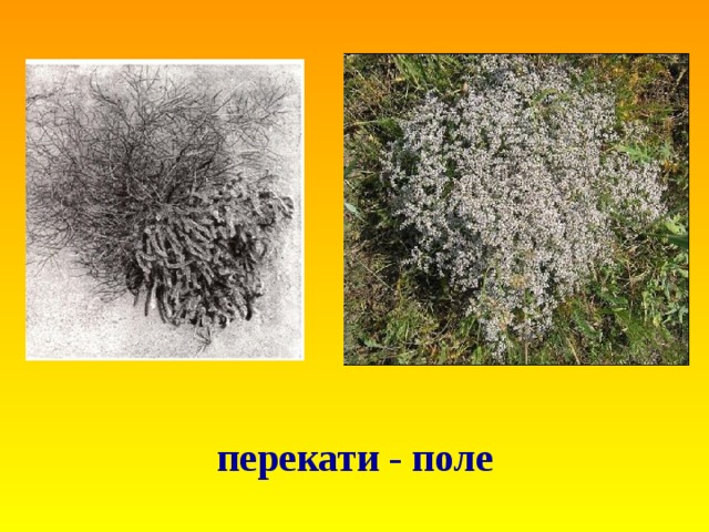 перекати - поле 