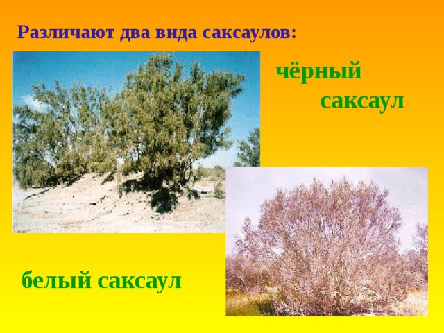  Различают два вида саксаулов: чёрный  саксаул белый саксаул 