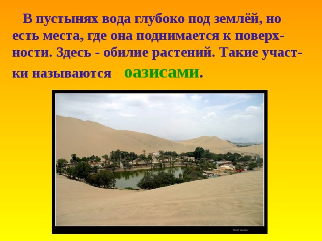  В пустынях вода глубоко под землёй , но есть места , где  она поднимается к поверх-ности . Здесь  - обилие растений . Такие участ-ки называются  оазисами . 