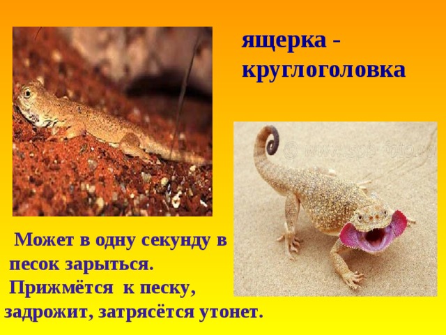 ящерка - круглоголовка  Может в одну секунду в  песок зарыться .  Прижмётся к песку , задрожит , затрясётся утонет .                
