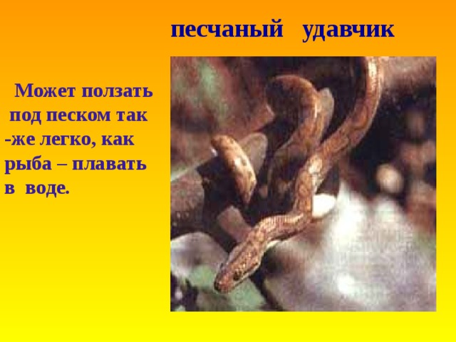  песчаный удавчик  Может ползать под песком так -же легко , как рыба – плавать в воде . 