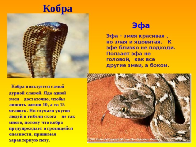 Кобра Эфа Эфа – змея красивая , но злая и ядовитая . К эфе близко не подходи . Ползает эфа не головой , как все другие змеи , а боком .  Кобра пользуется самой дурной славой . Яда одной змеи достаточно , чтобы лишить жизни 10 , а то 15 человек . Но случаев укусов людей и гибели скота  не так много , потому что кобра предупреждает о грозящейся опасности , принимая характерную позу . 