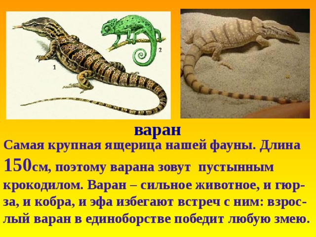 варан Самая крупная ящерица нашей фауны . Длина 150 см , поэтому варана зовут пустынным крокодилом . Варан – сильное животное , и гюр-за , и кобра , и эфа избегают встреч с ним: взрос-лый варан в единоборстве победит любую змею .       