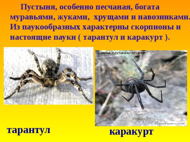  Пустыня , особенно песчаная , богата муравьями , жуками , хрущами  и навозниками . Из паукообразных характерны скорпионы и настоящие пауки ( тарантул и каракурт ) . тарантул каракурт 