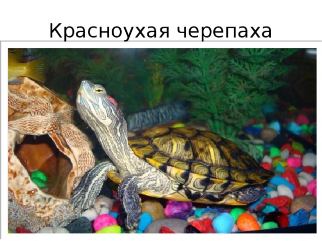 Красноухая черепаха 