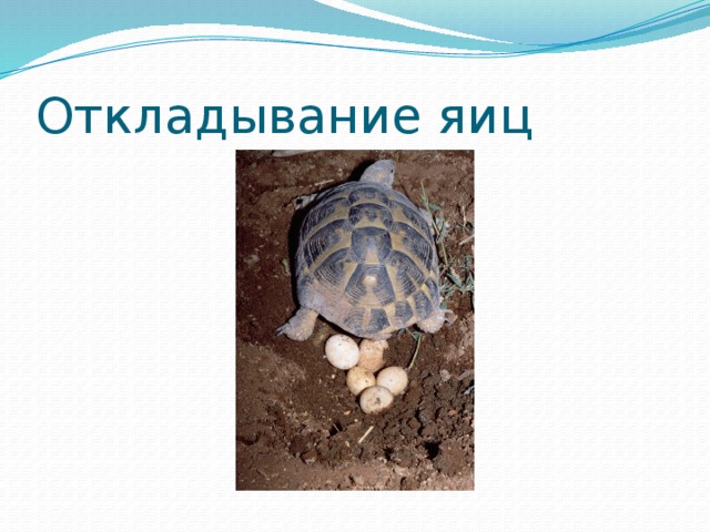Откладывание яиц 