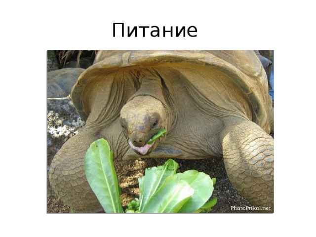 Питание 