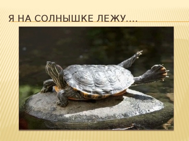 Я на солнышке лежу…. 