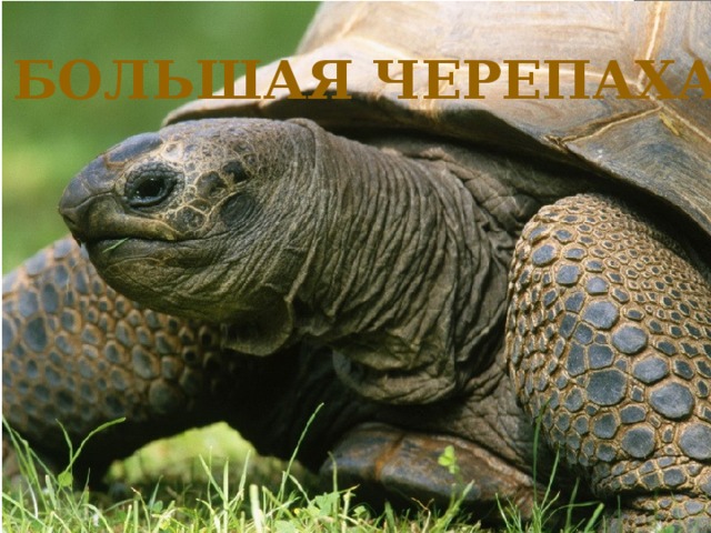Большая черепаха 