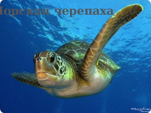 Морская черепаха 