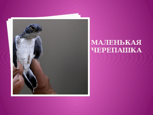 Маленькая черепашка 